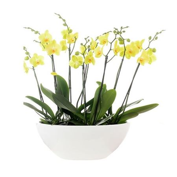 Орхідея Cora Dorant Midi Yellow (жовта)