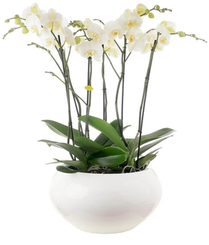 Орхідея Arrang Cora Midi White (біла)