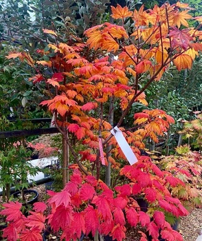 Клен японський Acer Palmatum Vitifolium (29 горшок, висота 120-150см)