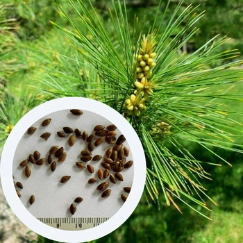 Сосна Веймутова семена (5 шт) Pinus strobus британская белая северная мягкая