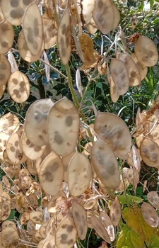 Лунария Зимний сад семена (0,5 гр) смесь сухоцвет двулетняя (Lunaria annua) For Hobby, TM GL Seeds
