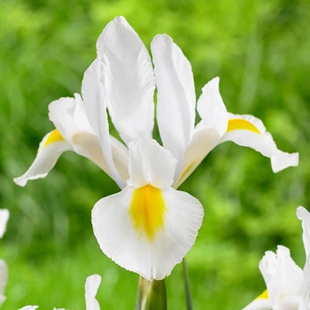 Цибулини Яскрава Ірис Hollandica White Dream (29755) (5шт)