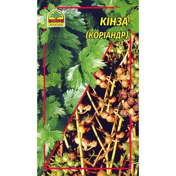 Насіння Кінза (коріандр) 20 г (Насіння країни)