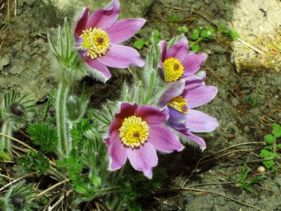 Сон-трава Фиолетовый сад семена (0,1 гр) прострел многолетний (Pulsatilla vulgaris) For Hobby, TM GL Seeds