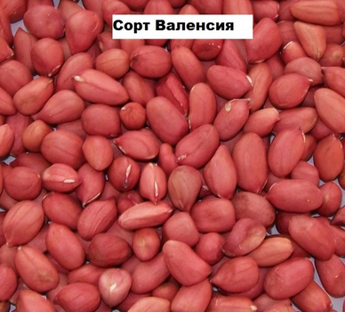 Арахіс посадковий сорт Валенсія 1 кг