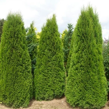 Насіння туї західної пірамідальної (Thuja Occidentalis Pyramidalis) 100 насінин OGOROD