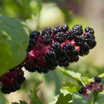Насіння лаконоса американського (Phytolacca americana) 5 насінин OGOROD