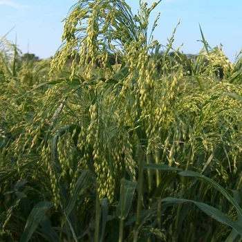 Семена проса Белая альтанка (Panicum) 10 грамм OGOROD