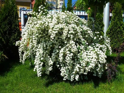 Спірея Вангута (ВКС, Н 40см. )