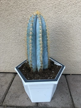 Кактус Pilocereus azureus