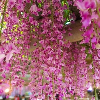 Глициния Обильноцветущая (розовая), Wisteria floribunda, семена 10 шт