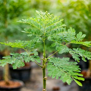 Моринга масличная Moringa oleifera (Чудо дерево), семена 5 шт
