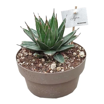 Рослина Agave Victoriae-reginae кімнатнатна
