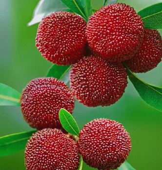 Насіння Восковниця червона (Myrica rubra), китайська суниця, 3 штуки