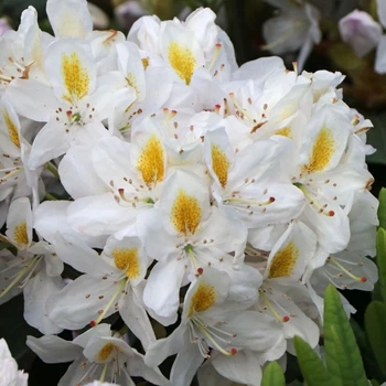 Рододендрон Мадам Массон. (Rhododendron hybrid Madame Masson) C7,5