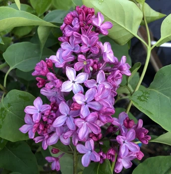 Бузок звичайний Леонід Леонов. (Syringa vulgaris Leonid Leonov) ШТАМБ