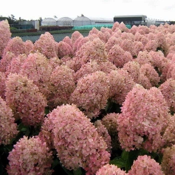 Гортензия метельчатая Меджикал Кендл/Волшебная свеча. (Hydrangea paniculata Magical Candle) С2