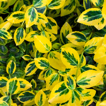 Бересклет Форчуна 'Emerald Gold' Р9