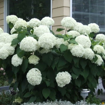 Гортензія деревоподібна Стронг Анабель. (Hydrangea arborescens Strong Annabelle) Р9