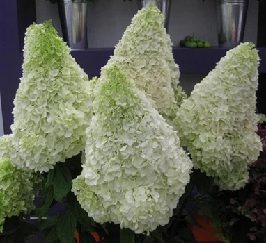 Гортензия метельчатая Полар Бир. (Hydrangea paniculata Polar Bear) Р9