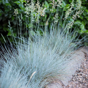 Овсяница седая. (Festuca valesiaca Glaucantha) С2