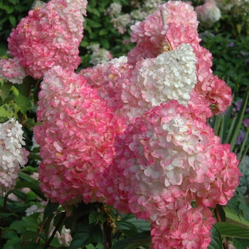Гортензия метельчатая Ванилла Фрейз. (Hydrangea paniculata Vanille Fraise) Р9