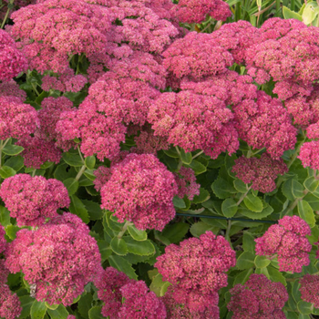 Очиток Осенняя радость (Sedum Autumn Joy) Р12