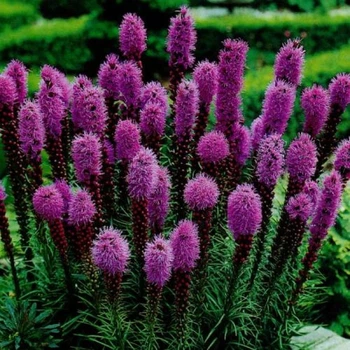 Лиатрис колосковый Mix (Liatris spicata) С1