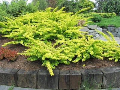 Барбарис тунберга Голден Карпет. (Berberis thunbergii Golden Carpet) С3
