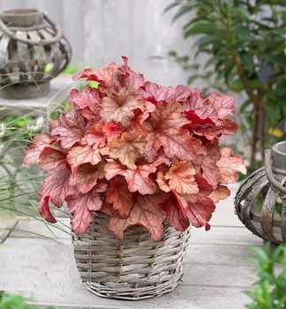 Гейхера Паприка. (Heuchera Paprika) С2