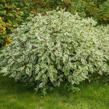 Дерен білий Елегантісіма. (Cornus alba Elegantissima) С3