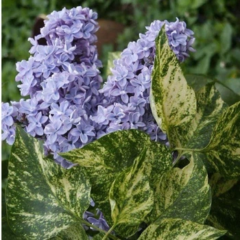 Бузок звичайний Аукубафолія. (Syringa vulgaris Aucubaefolia) С10, 4-річка