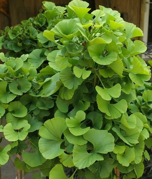 Гінкго Білоба Двохлопотне. (Ginkgo biloba) С3