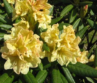Рододендрон гібридний Професор Шольц. (Rhododendron hybrid Profesor Scholz) С7,5