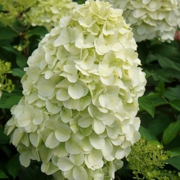 Гортензия метельчатая Геркулес.(Hydrangea paniculata Hercules) С2