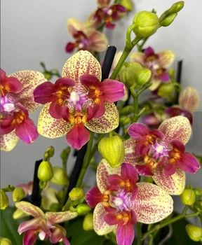 Орхидея (нецветущий подросток) TopDreams Phal 5303 Chi-Yueh Kaleidescope метелик квіти 8 см 1.7 (мох)