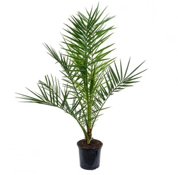Канарский финик Phoenix canariensis