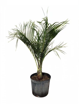 Пальма Dypsis decaryi