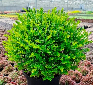 Жимолость блискуча "Garden Clouds Green Breeze" Р9