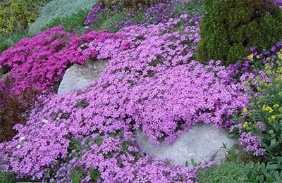 Флокс Дугласа 'Lilac Cloud'. Контейнер 0,5л