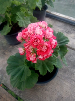 Розебудная пеларгония Rosebud Supreme, саженец в 100-граммовом стаканчике