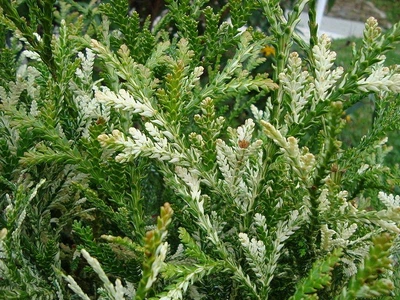 Туйовик японський Variegata (Thujopsis dolabrata Variegata) 2 річний С1.5
