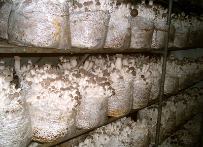 Блок для вирощування Ерінгі (Степова глива,Королівська глива, PLEUROTUS ERYNGII)