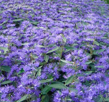 Кариоптерис кландонский 'Heavenly Blue', Контейнер 3 л