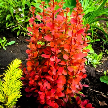 Барбарис Тунберга Оранж Рокет. (Berberis thunbergii Orange Rocket) Р9