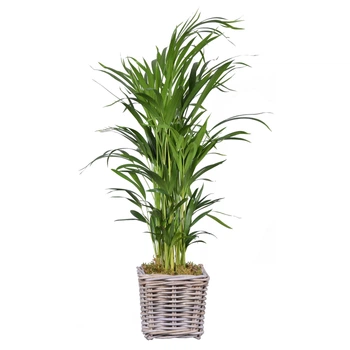 Дипсис арека пальма 21 см/85 в корзине - Supergreeny - арт. 00000015315