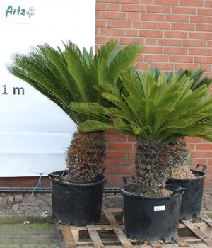 Цикас CYCA REVOLUTA 55LT (ES63) - Supergreeny - арт. 00000010990
