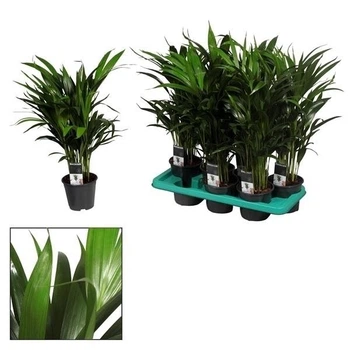 Дипсис Dypsis lutescens (Арека) (Декор) () 90 Dypsis lutescens - Supergreeny - арт. 00000012165