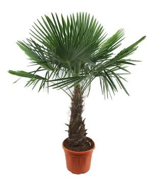 Трахикарпус Trachycarpus fortunei -3123 - Supergreeny - арт. 00000002365