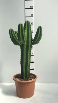 Полаския Polaskia Chichipe Горшок 25 cm (pola25) - Supergreeny - арт. 00000007540